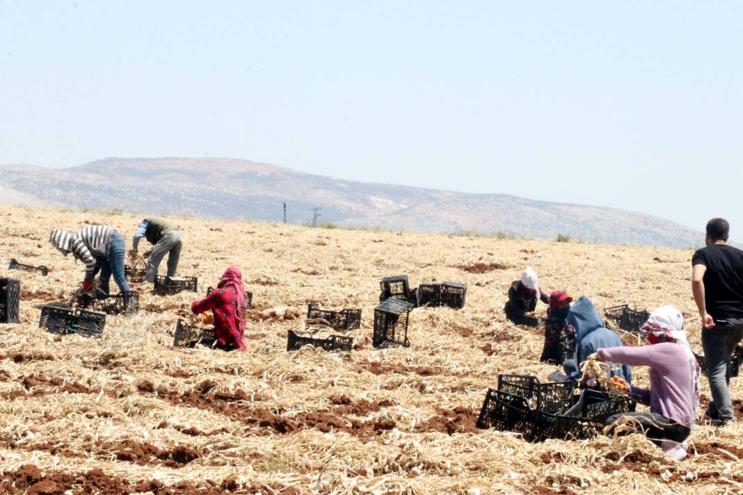 Tarlada 45, reyonda 100 TL: Antep'te sarmısak hasadı başladı 8